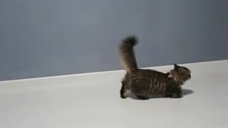 cat walking in funny way
