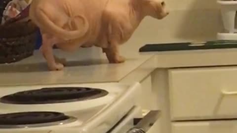 Dominant Cat Knocks Food Over To Reign Kitchen Counter