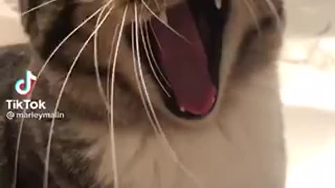 CAT SINGING VIDEO