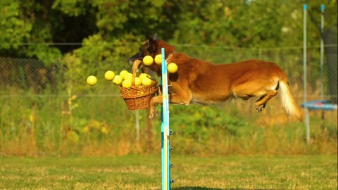 Dog jumping over obstacle With basket full of tennis balls