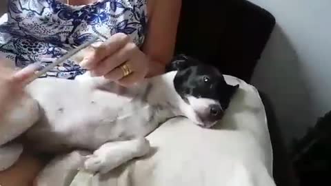 Beautiful puppy filing her nails