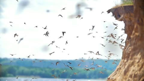 Large flock of birds flying on the cliff in summer day over the river