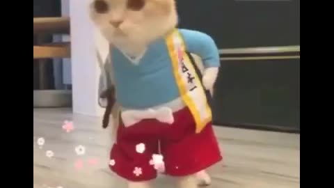 Hilarious Cat in Costume - So Funny!