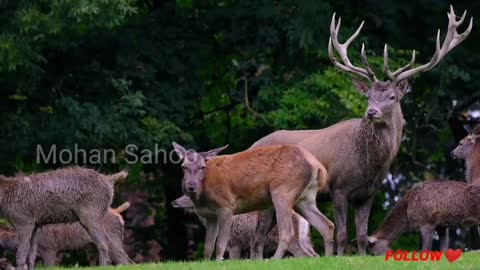 Deer-wild-animal-nature-group👉❤️