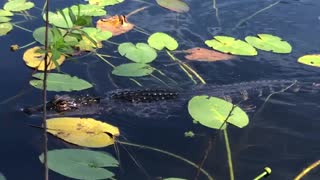 Beautiful Teenage Alligator Named Buddy
