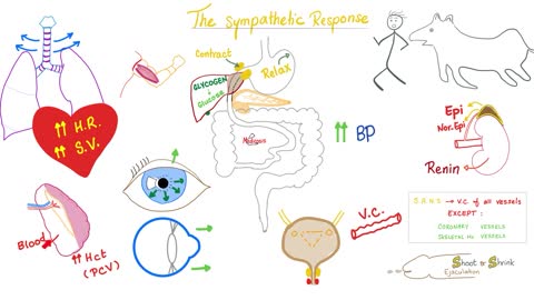 Autonomic Nervous System (Sympathetic vs Parasympathetic) | Biology Lectures