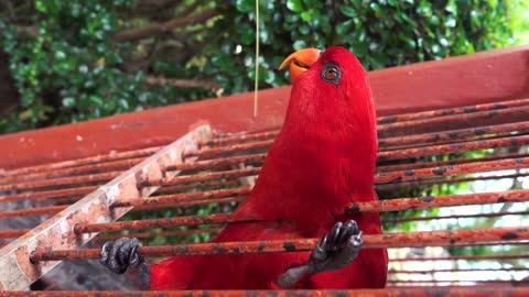 Vue Rapprochée D'un Perroquet Rouge