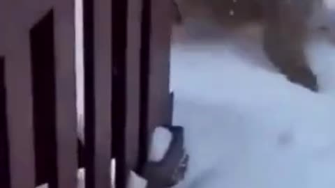 Funny Dog playing in snow