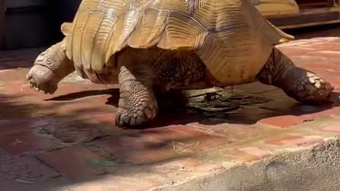 How we get Tiptoe to soak in his tub ✨💕🐢