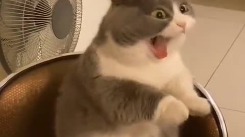 Adorable Cat Yawns Very Funny and Hilarious