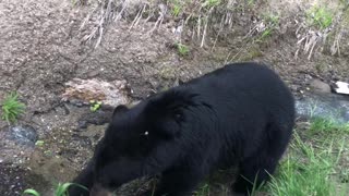 Bear Could Care Less About The People Passing By