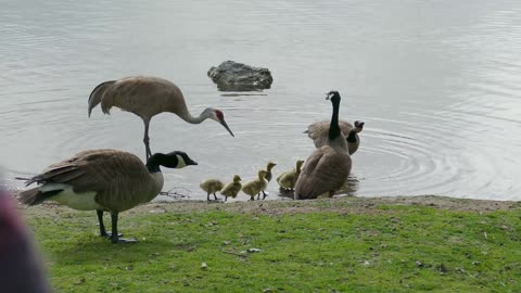 Gosling Survives Sandhill Crane attack