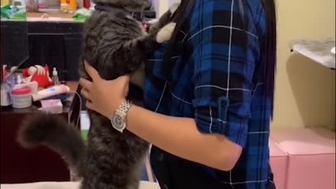 Cat Wants to Be Carried and Give Kisses