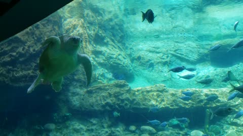 Friendly Sea Turtle