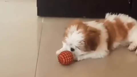 shih tzu cute baby playing with ball in home looking so cute