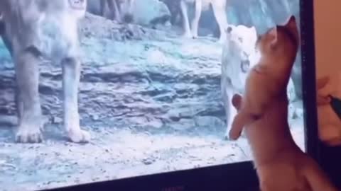 Adorable cat fail trying to play with Lion King on Tv
