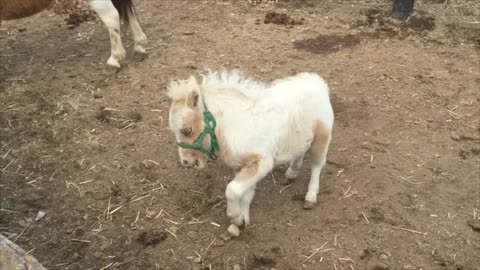 Super Cute Baby Pony is playing and having fun!