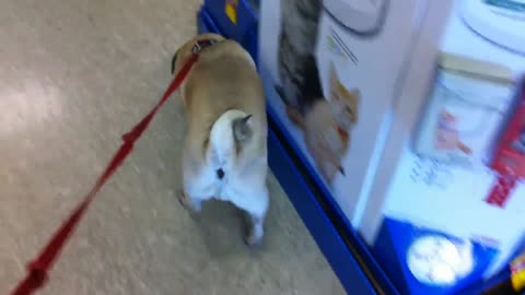 https://rumble.com/v2zl6h-pug-goes-to-petsmart.html