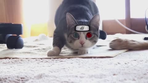 Cats with Naruto special effects