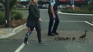 Mother and Ducklings Get Police Escort Across Street