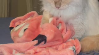 The cutest kitty and her favourite blanket ❤️