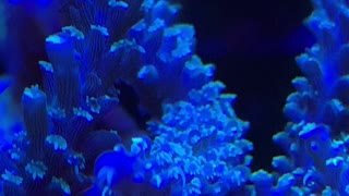 Acropora polyps