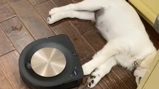 Tired Puppy Stays Put While Robot Vacuums Around It