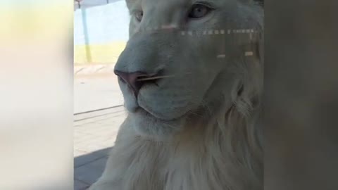 Real White Lions