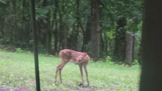 Fawn and mother