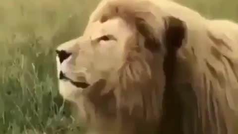 Lion singing)