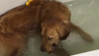 Golden Retriever enjoys some bath time fun