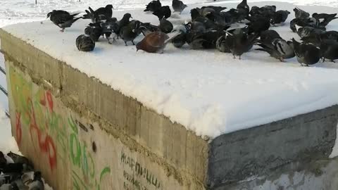 Pigeons feed in winter weather.