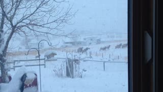 Beautiful Herd of Elk