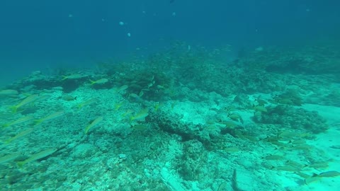 193 Molasses Reef Dive