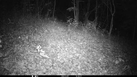 Bobcat walking out.