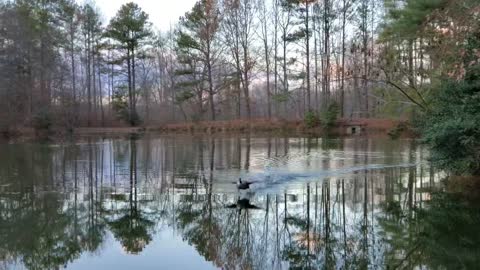 Goose Orphaned Rehabilitated and Learns to Be a Goose