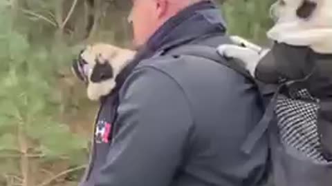 Daddy Pug Taxi