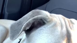 Big Puppy Wants to Drive