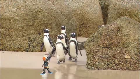 PENGUIN is the Animal of the Day for Kids