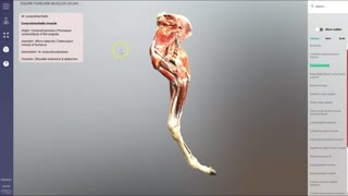 Equine forelimb muscles (scan) - 3D Veterinary Anatomy & Learning IVALA