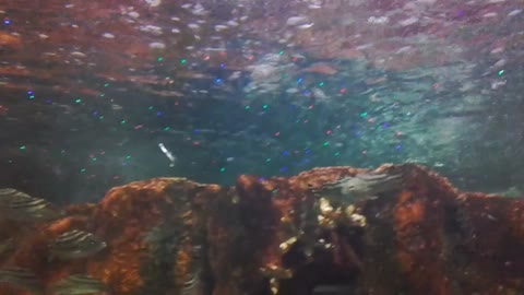 Underground Sea Aquarium