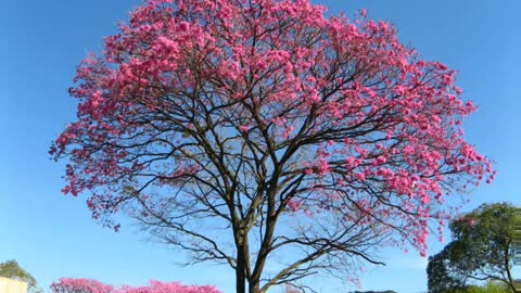 IPÊ ROXO ( Tabebuia impetiginosa ) serve para alergia e anemia