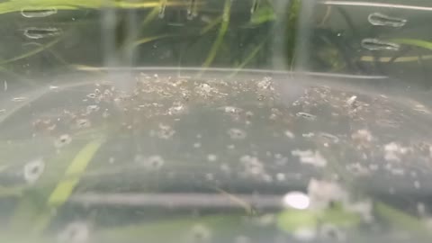 Fresh hatched mystery snails first steps