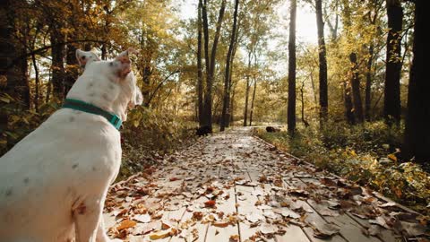 Children reading to dogs a systematic review of the literature.