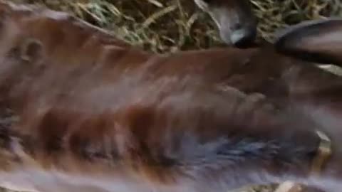 Dog Helps Calves To Remove Ticks