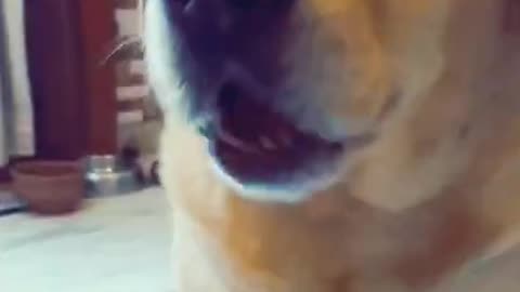 Dogs, funny animals commed,dofa fun,dog comedy scenes 🤣