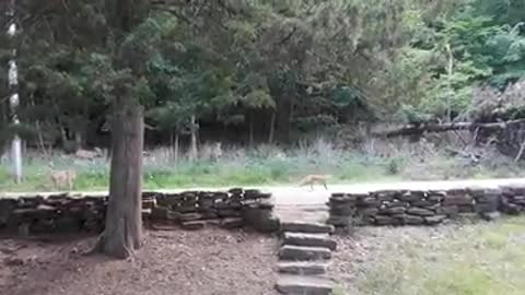 Herd of deer chase off intruding fox