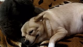 Watch this dog literally smile while receiving tongue bath from cat