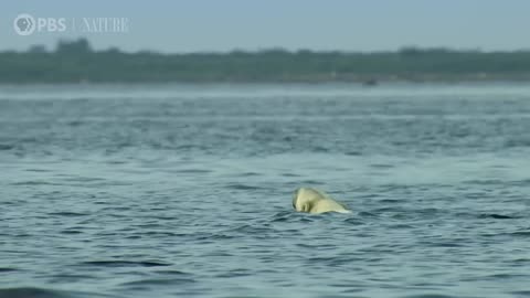 Polar Bears Hunt Beluga Whales