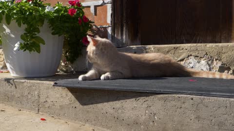 CAT LYING ON THE SIDEWALK